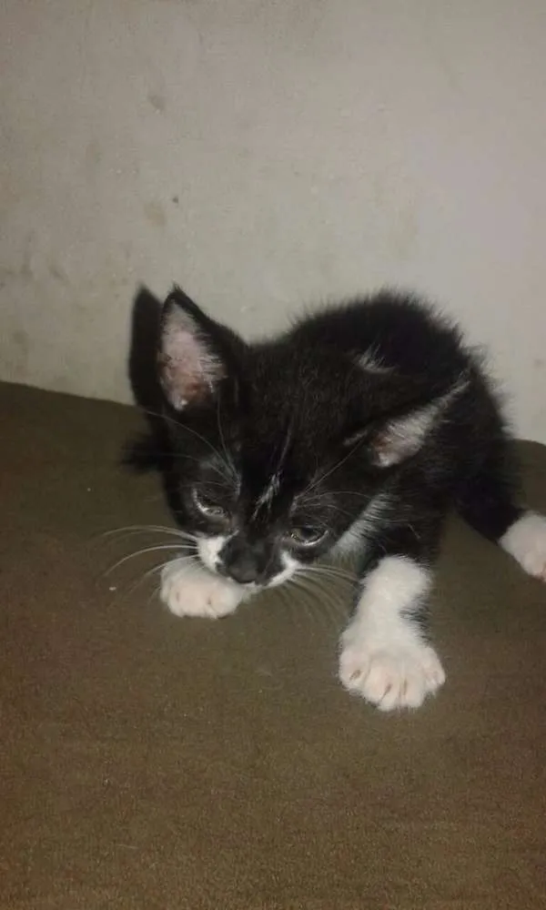 Gato raça Vira-lata idade Abaixo de 2 meses nome Sem nome