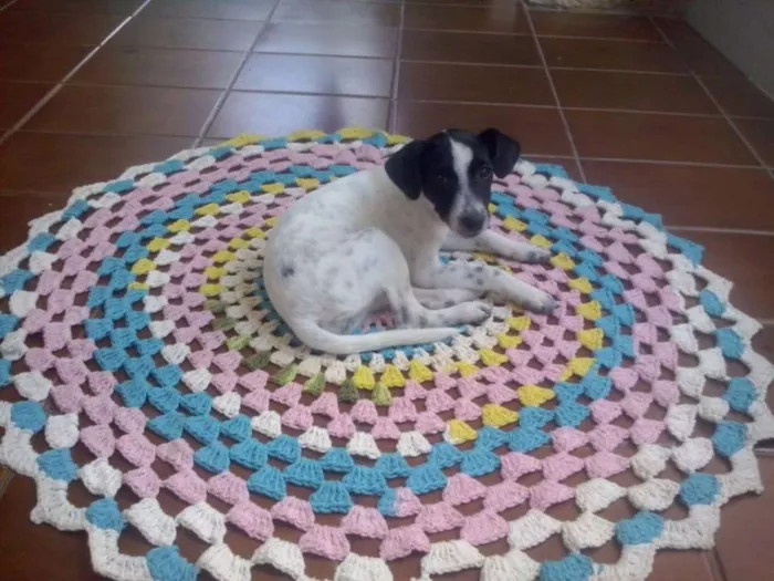 Cachorro raça SRD idade 2 a 6 meses nome Mel
