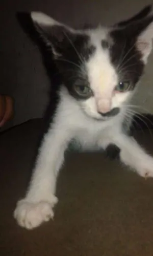 Gato raça Vira-lata idade Abaixo de 2 meses nome Sem nome