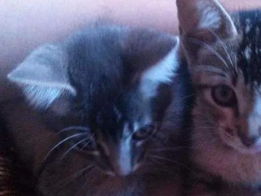 Gato raça Indefinida idade Abaixo de 2 meses nome Não possui