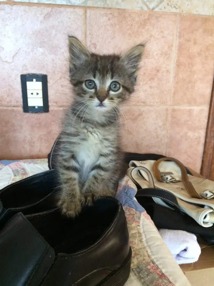 Gato ra a Não sei  idade  nome Sem nome