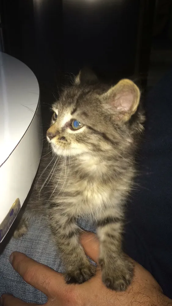 Gato ra a Não sei  idade  nome Sem nome