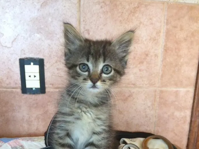 Gato ra a Não sei  idade  nome Sem nome