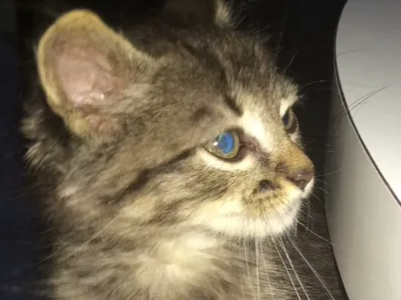Gato ra a Não sei  idade  nome Sem nome