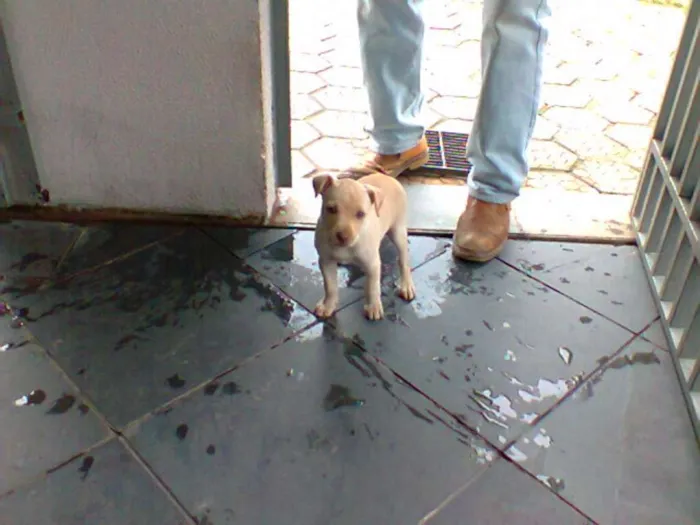Cachorro ra a srd idade 2 a 6 meses nome Sem nome