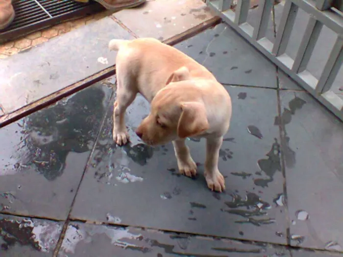 Cachorro ra a srd idade 2 a 6 meses nome Sem nome
