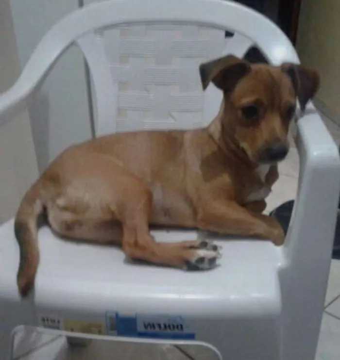Cachorro ra a Mestiça idade 1 ano nome Mila