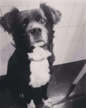 Cachorro raça vira lata idade 6 ou mais anos nome bim-ladem