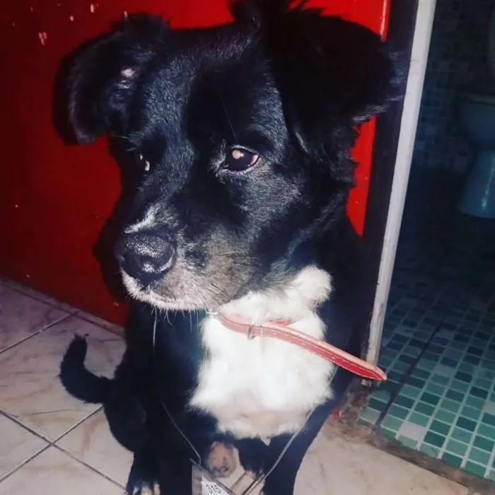 Cachorro ra a vira lata idade 6 ou mais anos nome bim-ladem