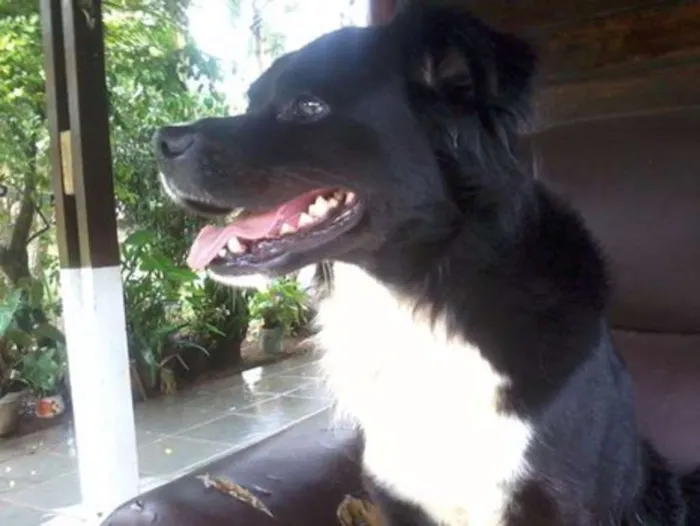 Cachorro ra a vira lata idade 6 ou mais anos nome bim-ladem