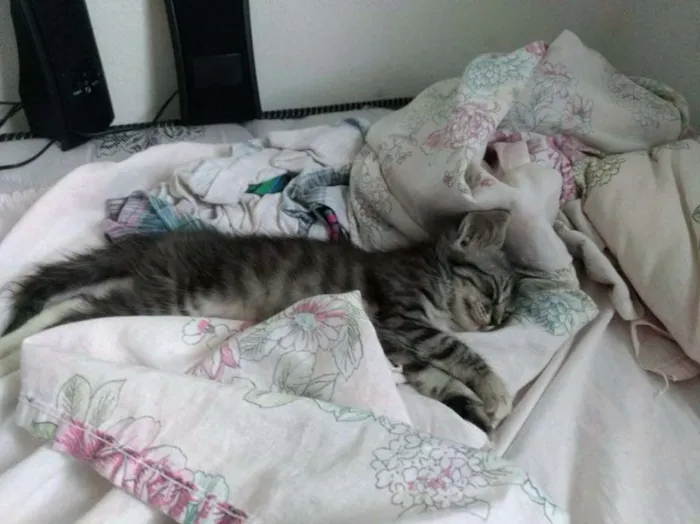 Gato ra a VIRA LATA idade Abaixo de 2 meses nome LUNA