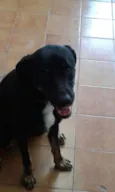 Menino