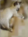 Kabal e Zira