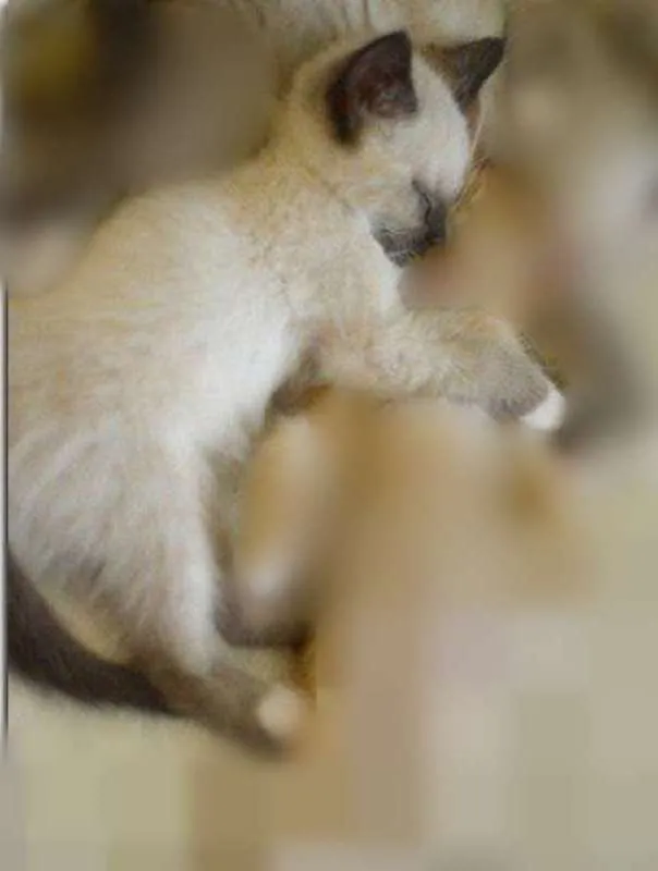 Gato ra a vira lata idade 2 a 6 meses nome Kabal e Zira