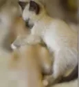 Kabal e Zira