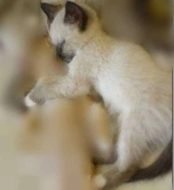 Gato ra a vira lata idade 2 a 6 meses nome Kabal e Zira