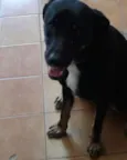 Menino