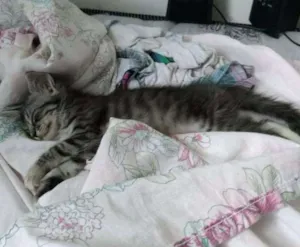 Gato raça VIRA LATA idade Abaixo de 2 meses nome LUNA