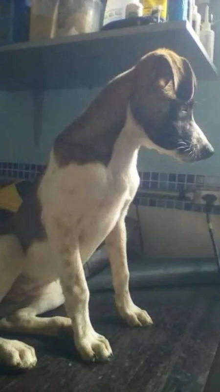 Cachorro ra a SRD idade 1 ano nome Suzy