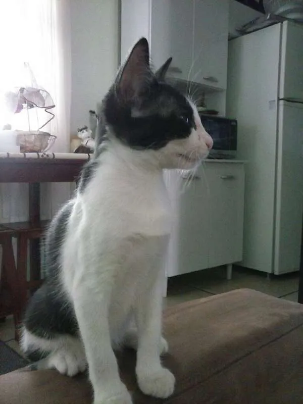 Gato ra a srd idade 2 a 6 meses nome Leca