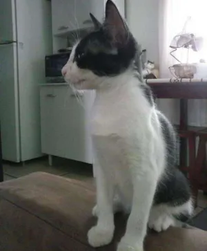 Gato raça srd idade 2 a 6 meses nome Leca