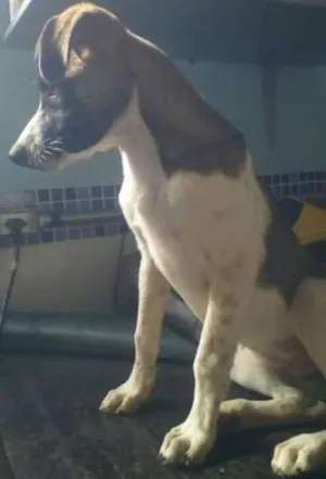 Cachorro raça SRD idade 1 ano nome Suzy