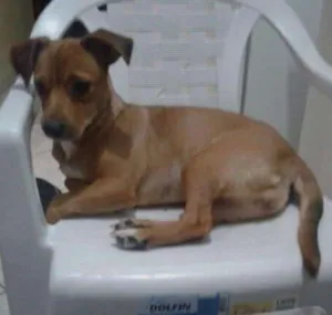 Cachorro raça Mestiça idade 1 ano nome Mila