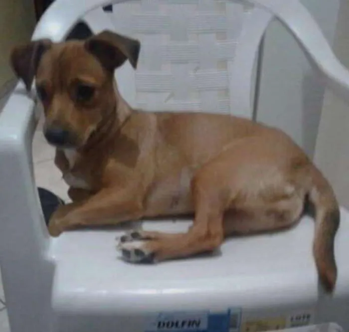 Cachorro ra a Mestiça idade 1 ano nome Mila