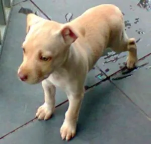 Cachorro raça srd idade 2 a 6 meses nome Sem nome
