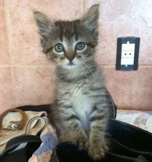 Gato raça Não sei  idade  nome Sem nome
