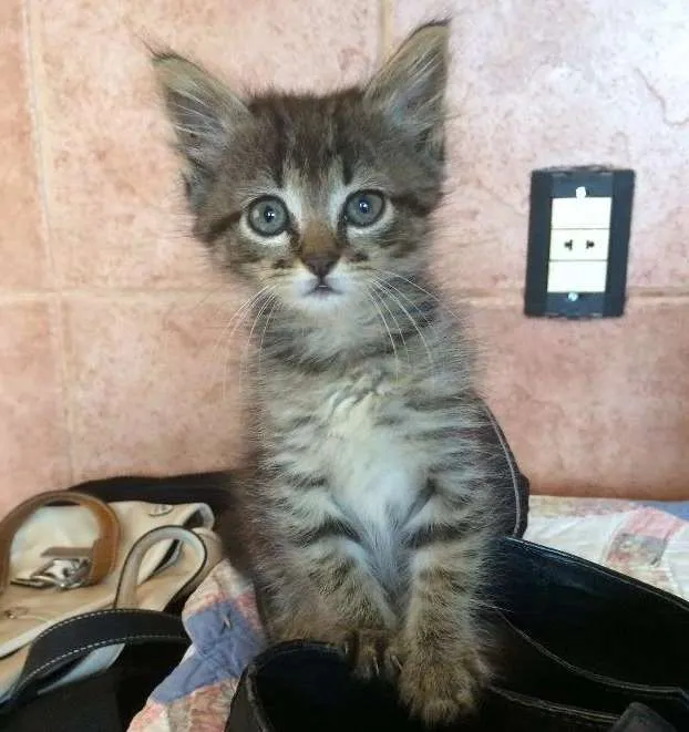 Gato ra a Não sei  idade  nome Sem nome