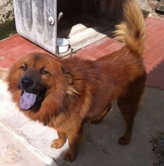 Cachorro ra a Chow Chow idade 2 anos nome Xico