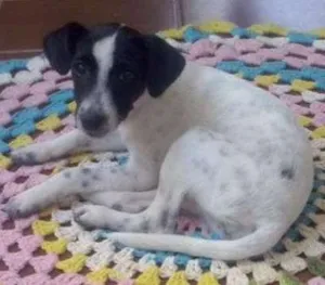 Cachorro raça SRD idade 2 a 6 meses nome Mel
