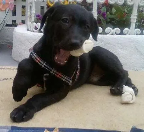 Cachorro ra a Mestiça idade 2 anos nome CHARLOT