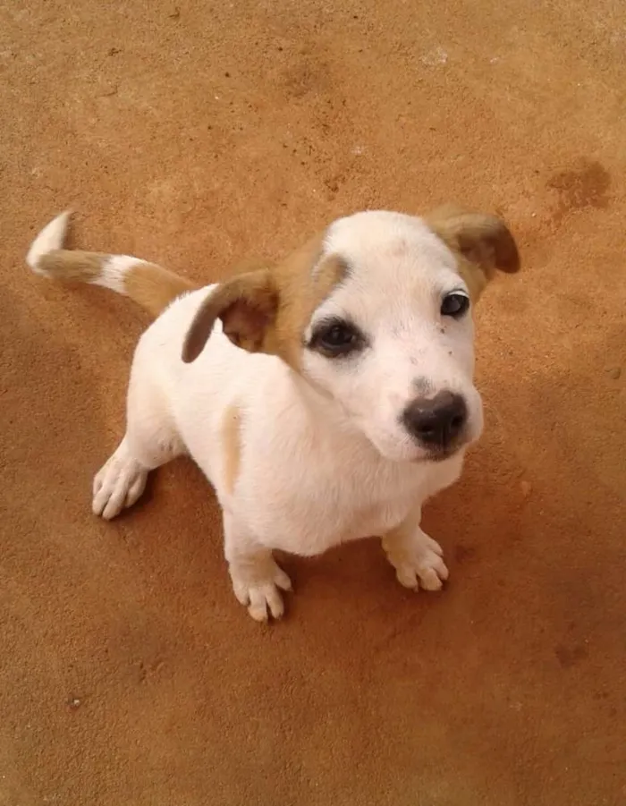 Cachorro ra a não sei idade 2 a 6 meses nome mili