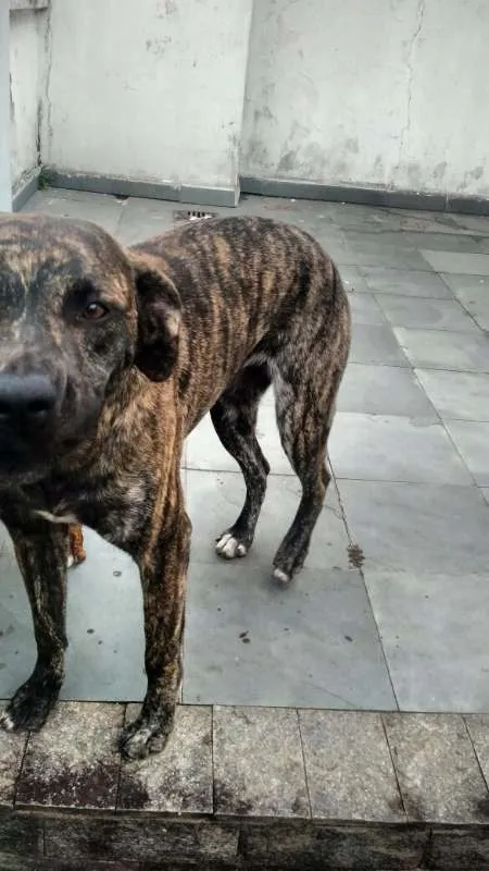 Cachorro ra a desconhecida idade 7 a 11 meses nome sofia