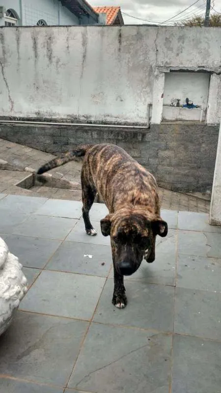 Cachorro ra a desconhecida idade 7 a 11 meses nome sofia