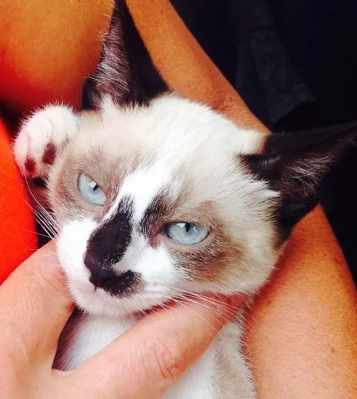 Gato ra a mestiço idade 2 a 6 meses nome azulão