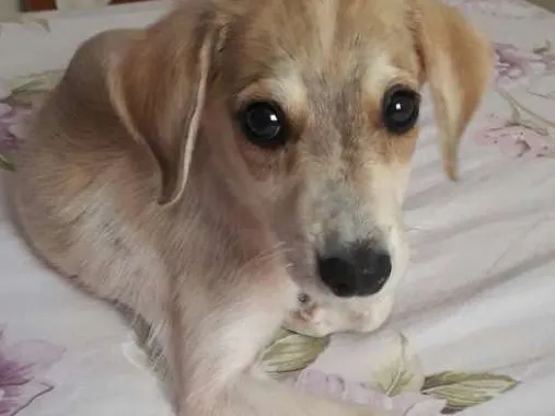 Cachorro ra a Vira-lata idade 2 a 6 meses nome Thor