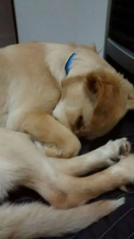 Cachorro raça SRD idade 1 ano nome Yumi