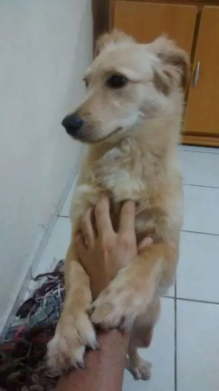 Cachorro raça SRD idade 1 ano nome Yumi