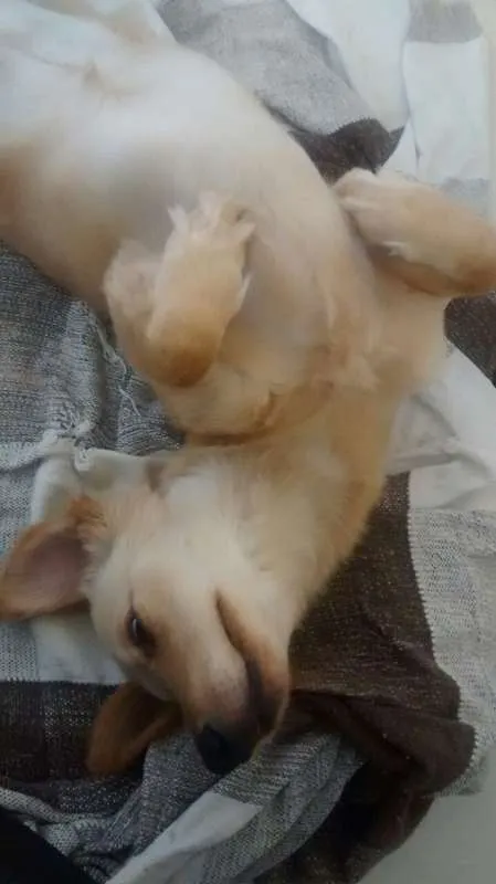 Cachorro raça SRD idade 1 ano nome Yumi