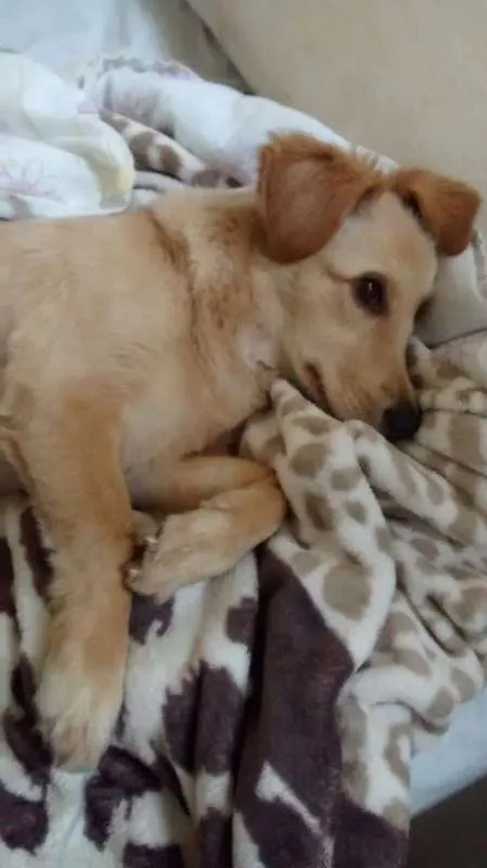 Cachorro raça SRD idade 1 ano nome Yumi