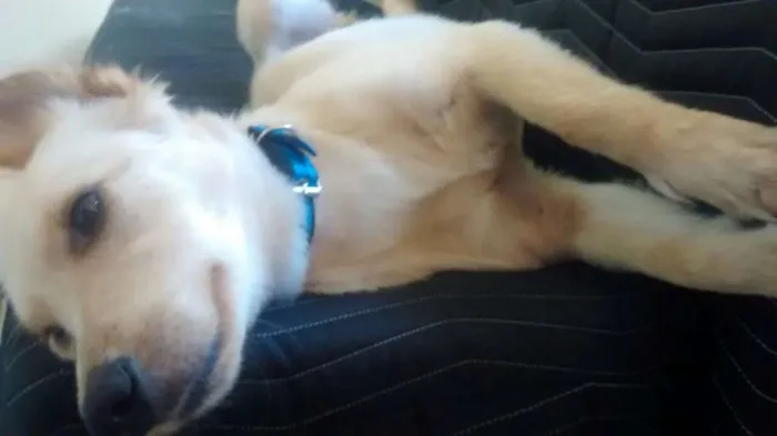 Cachorro raça SRD idade 1 ano nome Yumi