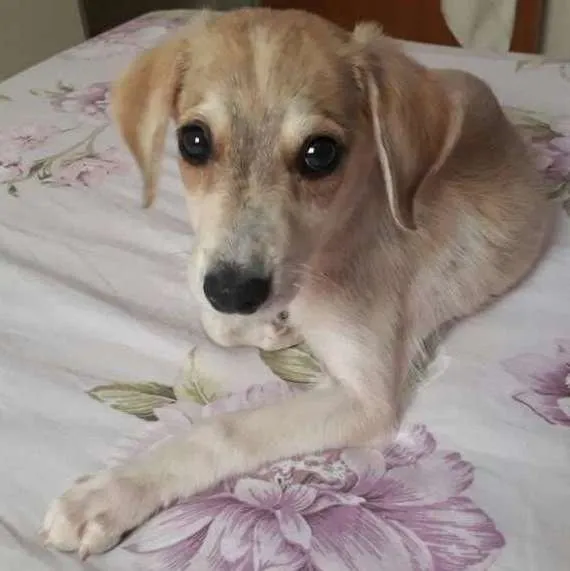 Cachorro ra a Vira-lata idade 2 a 6 meses nome Thor