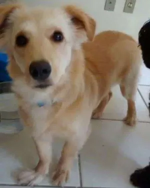 Cachorro raça SRD idade 1 ano nome Yumi