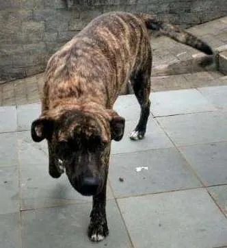 Cachorro ra a desconhecida idade 7 a 11 meses nome sofia