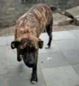 sofia