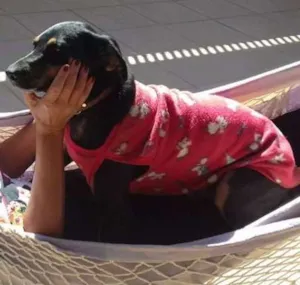 Cachorro raça mistica idade 1 ano nome Bethoven
