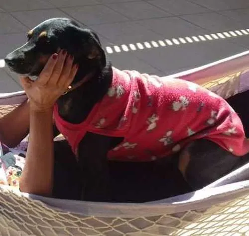 Cachorro ra a mistica idade 1 ano nome Bethoven